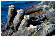 Tagus Cove, a tour along the cliffs in a zodiac will give the visitors a good chance to see the Galapagos penguin, the flightless cormorant and other sea birds.