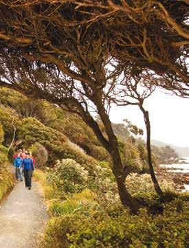 Stewart Island Wild Kiwi Encounter Ulva Island Explorer Village & Bays Tours Guided Walks As daylight diminishes, venture into the forest by torchlight, with an experienced Nature Guide to spot the