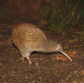 Here in the darkness keep an eye out for the Southern Brown Kiwi (Rakiura Tokoeka) often found searching for food.