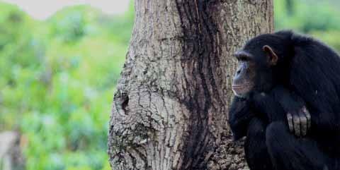 pressure on chimp habitat Day 6: JGI Conservation Education Programs One of the greatest legacies of the Jane