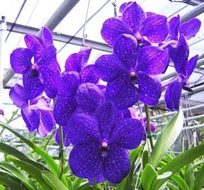 Sheldon owns Carmela Orchids and will be our speaker for January 13, 2014.