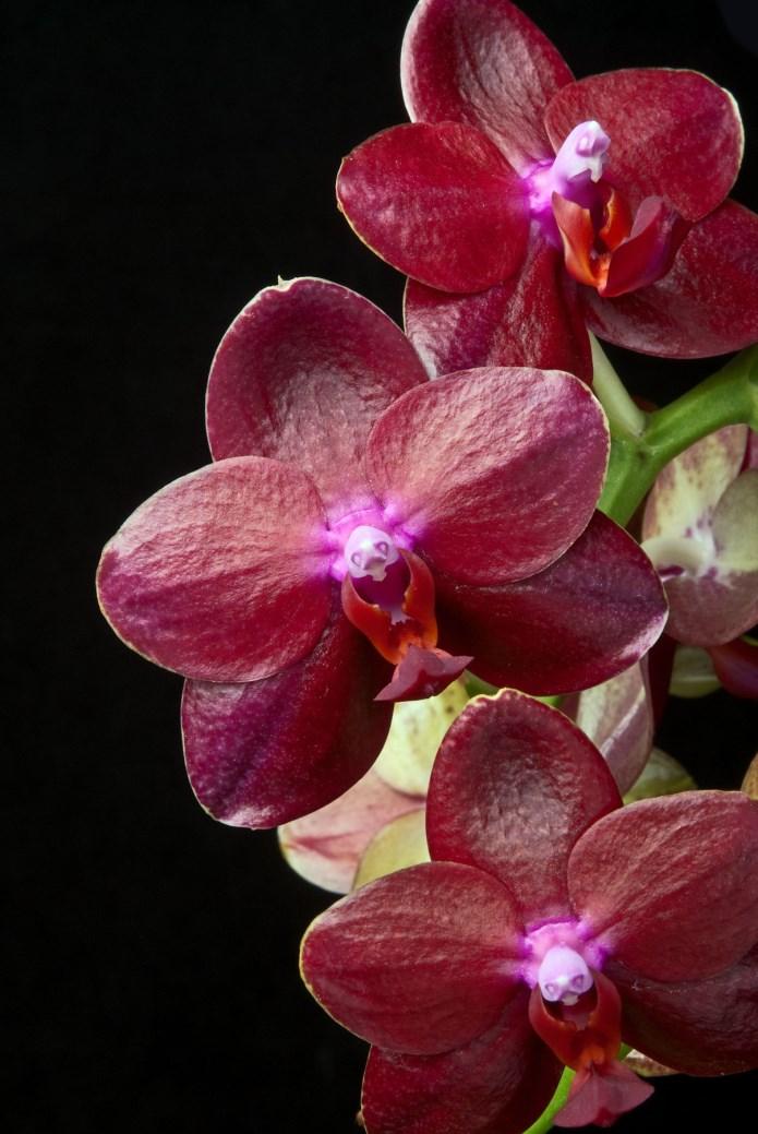 A nice show was arranged by the Coral Gables Orchid Society and at the AOS judging, awards were given to many local orchidists. In conjunction with the meetings, a number of AOS awards were presented.