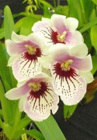 75) the orchids purchased for