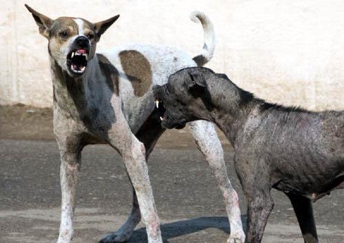 But now, there are too many street dogs in India - animalcruelty-india.blogspot.