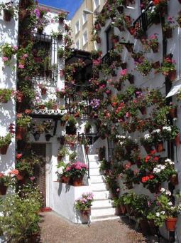 The traditional houses in the city are noted for their courtyards surrounded by whitewashed walls adorned with hanging flowerpots filled with colourful geraniums, jasmine,