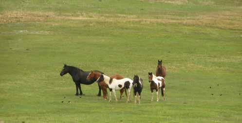 As a stand-alone property, it is reasonable to expect the ranch to carry about 75 head of cow/calf pairs, plus horses and replacements.