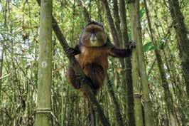 Great Apes and Rainforests May 2018 Rwanda & DRC (Albertine