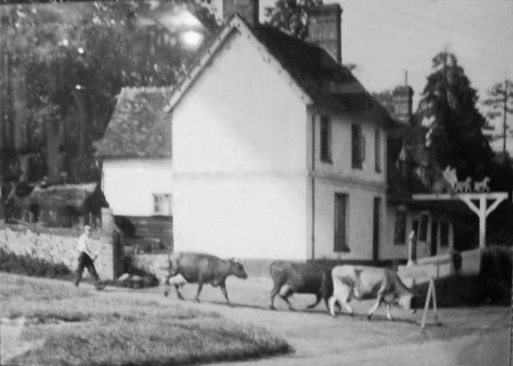 C.1940. Dairy herds from Wicken Hall Farm and Lower Farm were regularly moved around the village to new grazing sites.