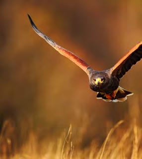 You ll be led by expert falconer Simon Stacey and learn how to fly and handle hawks, falcons, owls and eagles, as they glide