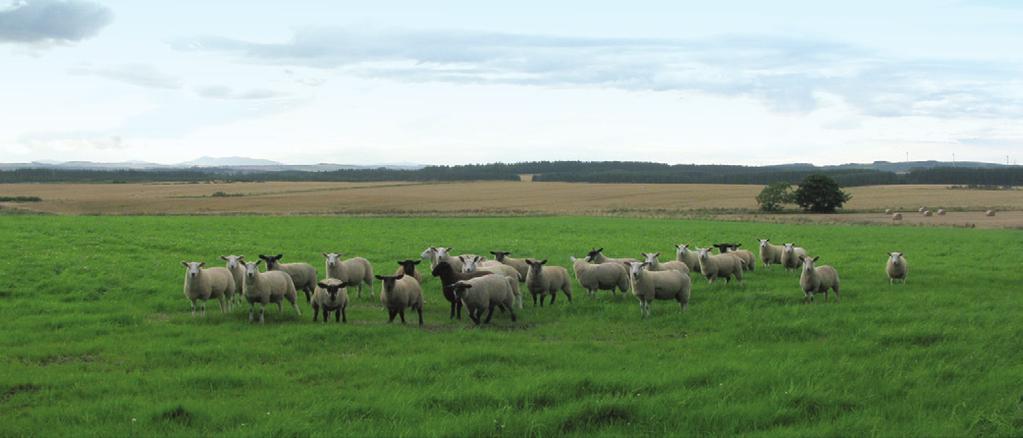 Production By far the most common census holding type designation for small-scale holdings is specialist forage and grass, which comprised some 15 949 (58.5%) of such holdings in 2011.