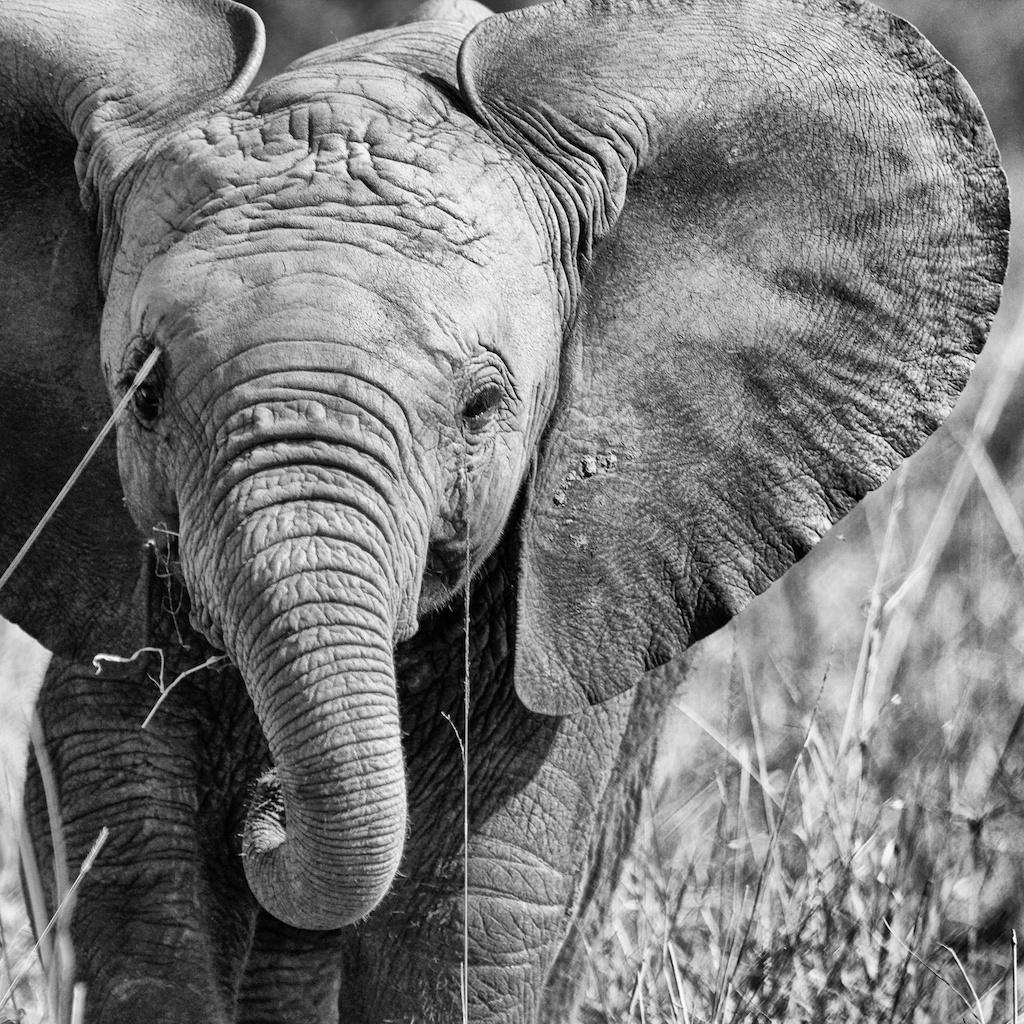 1 NIGHT OLOLO LODGE 5 NIGHTS SERIAN THE ORIGINAL 5 NIGHTS SERIAN S LAMAI Start your journey in Nairobi where you will visit the David Sheldrick elephant