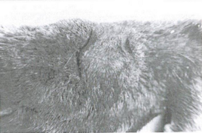 Figure 2: Close-up picture of the nose of the skin of Hairy-nosed otter (Skin 1) found on 4 March 2000, in a farmer's house situated just 200m outside the Core Zone of U Minh Thuong showing densely
