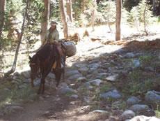 Next morning we saddled up, loaded our two pack animals with tools, maps, and Leave No Trace information for any interested folks we might meet, and off we went.
