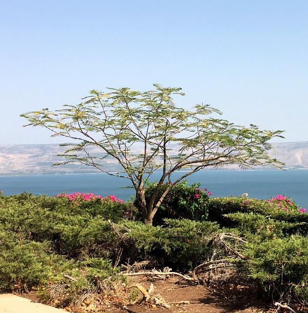 SLOW GALILEE A retreat by the Sea of Galilee Led