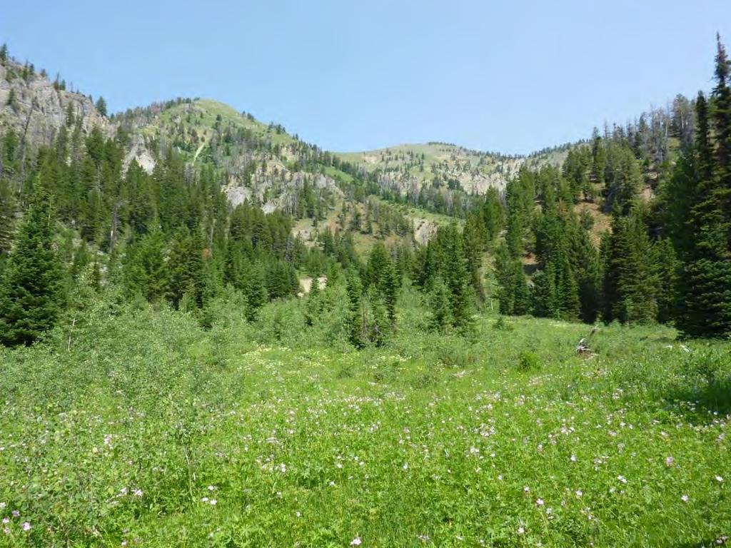 At MP 2.10 the trail crosses a side creek and enters a long, relatively flat basin. Meadows with wildflowers are surrounded by stands of spruce and fir with very little mortality.