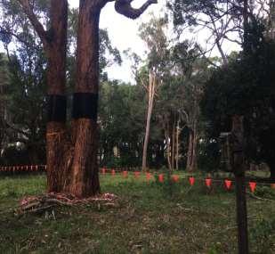 Phased Resource Reduction Methodology: Phase 1 (3 weeks): Tag and map all trees to be collared/ring-barked and undertake baseline koala population surveys.