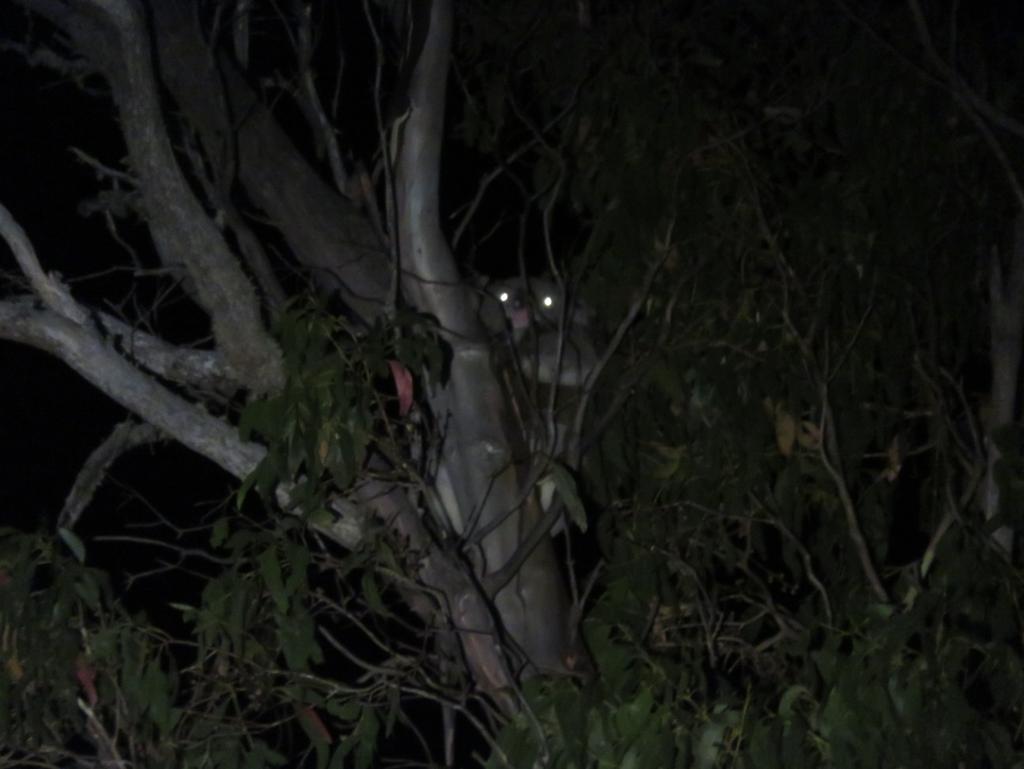Results: A koala was located in what was believed (but not confirmed) to be the canopy of a Mountain Gum Eucalyptus dalrympleana at GPS location 55 H 659697 5898813 (GDA 94) (figure 1).