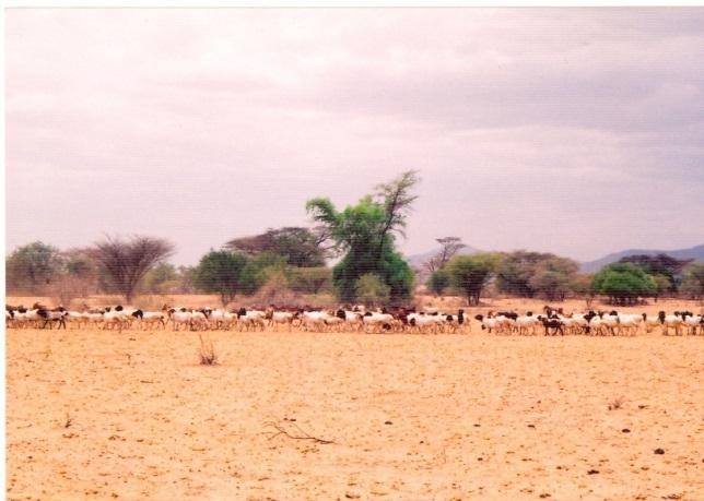 livestock grazing Poaching
