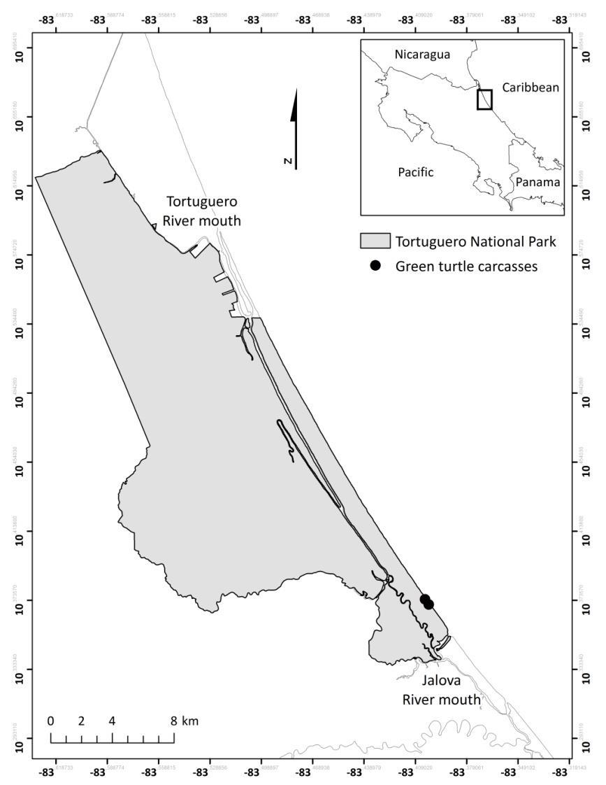 The protected area of Tortuguero is located on the northeastern Caribbean coast of Costa Rica (10 o 32 28 N - 83 o 30 08 W; Figure 1).