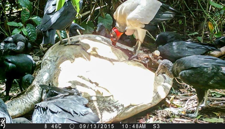 Widdowson 2000, Groom 2011), during the five years of monitoring carcasses with camera traps, to our knowledge the above two observations constitute the first documentation of King Vultures