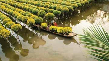 DESTINATIONS Celebrate Tet In The Mekong Delta, Vietnam Saffron Travel arranges holiday vacations across South East Asia The Mekong Delta is the one