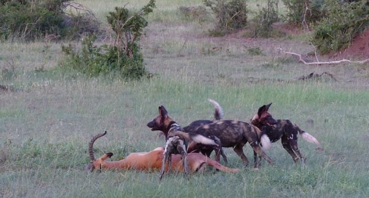 Wild dogs The alpha female was looking rather pregnant towards the middle on the month and then, on a few occasions when we saw the dogs after that, she was not seen with the pack.