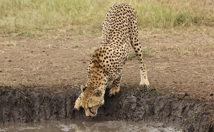 Cheetahs The cheetah sightings took a slight dip this month with a total of 32 sightings seen.