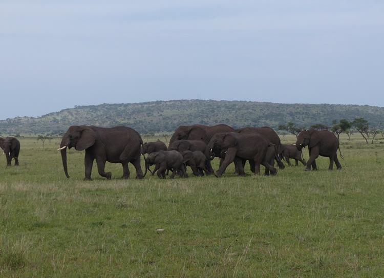 The majority of our resident elephants have moved off
