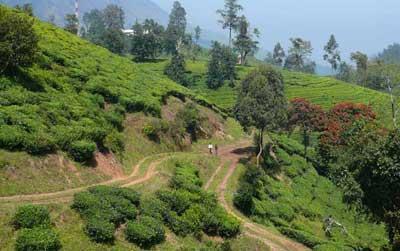 peak in South India. It has vast expanse of tea garden intermittent with high altitude rainforest, high grasslands and spice plantations.
