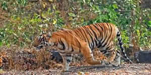 Visit to Chinnar Wildlife Sanctuary with packed breakfast for a walking safari through the savannah type of forest for