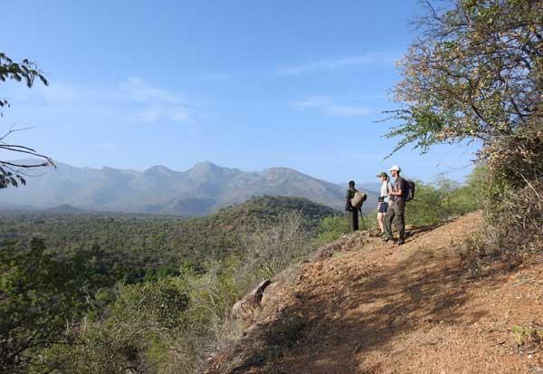Hence the forest is open, dominated by thorny bushes and shot trees. It is an ideal forest for spotting wildlife on foot.