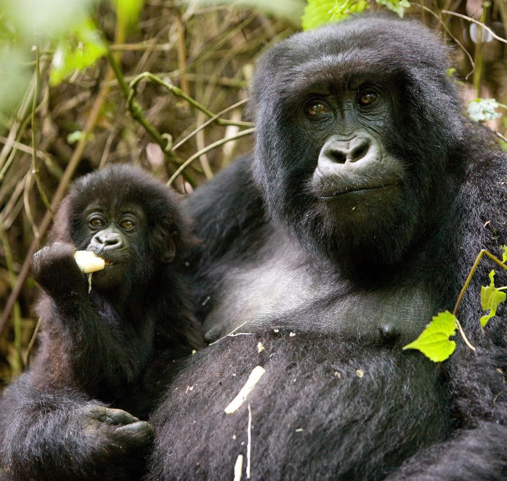 People and Primates Rwanda and Uganda 7 day private safari (basic accommodation) Combining a visit