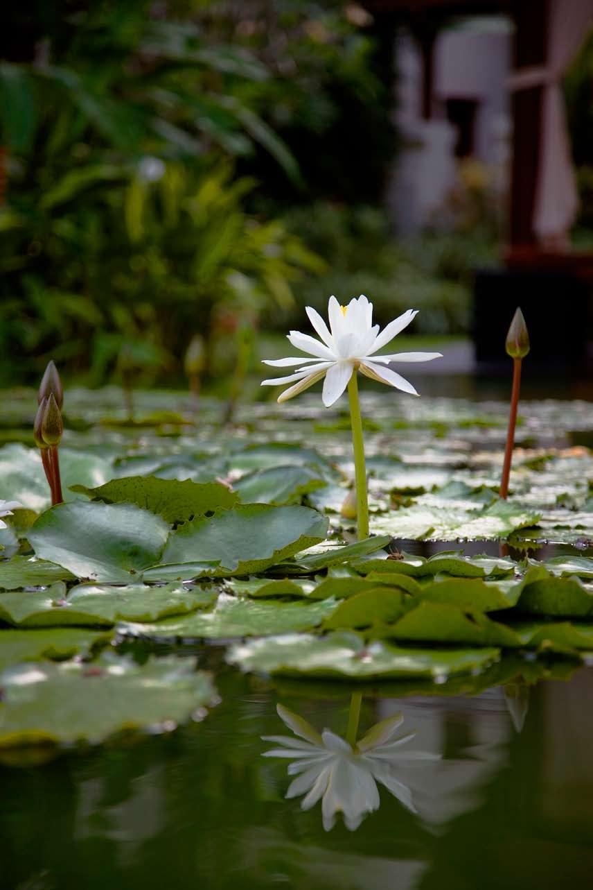 Bua Sattaban In Indian culture it is the beautiful Bua Sattaban flower that represents adaptive positivity, with its sacred reverence addressed in the following sutra: The Lotuses of heaven can