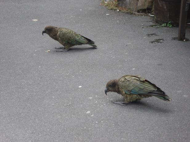 There were lots of signs telling you what to do and what not to do. The area had lots of changes like the sealed car park, signs and toilets etc. [2] Signs were telling people not to feed the Kea.