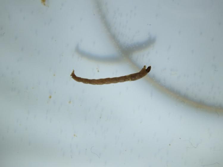 Trichoptera: Švelnusis ekonomas Ecnomus tenellus Halesus digitatus 4 2 Ecnomidae Limnephilidae Ištekant iš Pasvalio raj. Apsiuvos: Trichoptera: Hydropsyche sp.