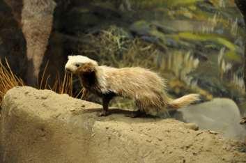 Lyncodon patagonicus Patagonian Weasel or Huroncito Briar Burgess Description: The Patagonian weasel (Lyncodon patagonicus) or Huroncito in Spanish is a weasel of the Mustelidae family, a family that