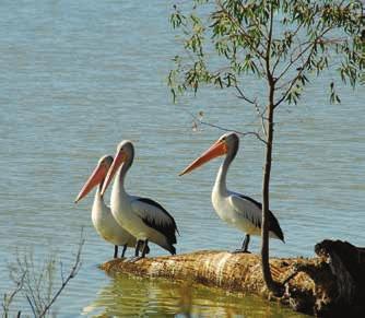 You ll take a nature walk, get up close to river birdlife by small boat, visit the SAVER FARES township of Murray Bridge and learn about the food and wine of this famous region.