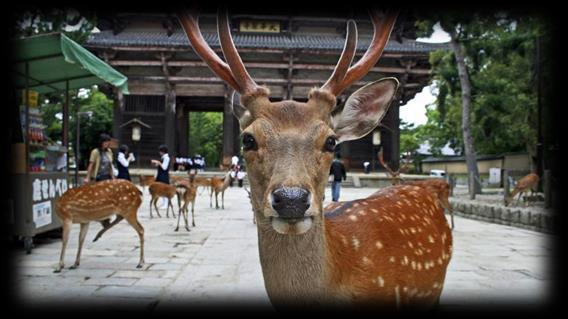 deer. Considered in Shinto to be messengers of the gods, Nara's nearly 1200