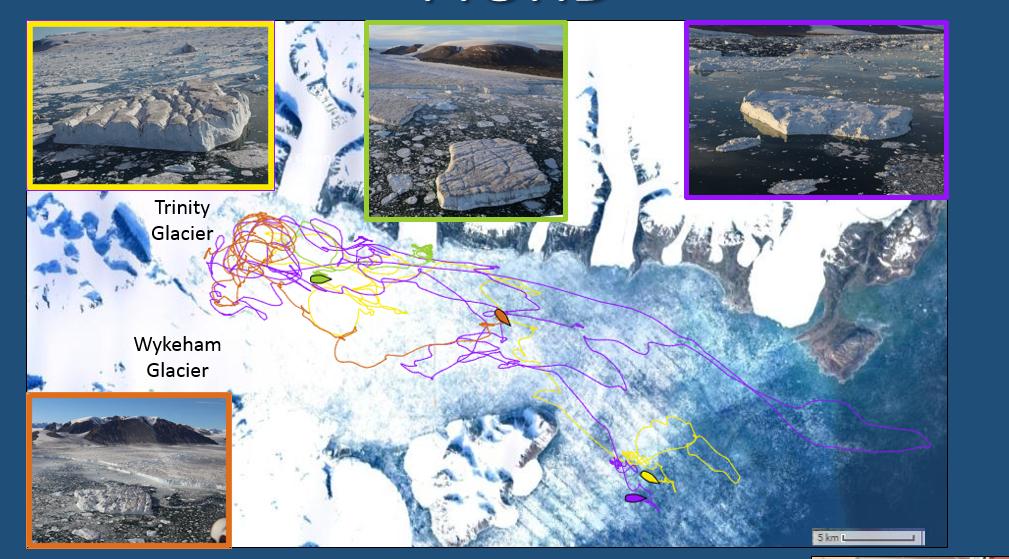 GPS trackers transmit their position using the Irisium satellite network and can be programmed remotely to modify transmission frequency according to activity (e.g. less frequent transmissions during winter when they are frozen in sea ice and have minimal movement).