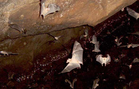 Day 5 Day 6 Cultural Journey 7am - Breakfast 8am Bat Cave Exploration. Visit the beautiful bat caves in Bukit Lawang and witness the bats in their natural environment.