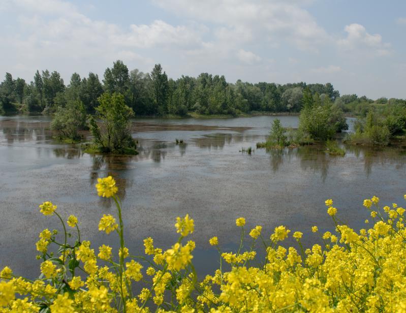 Business for wetlands There are growing examples of business good practice for wetlands. In Romania, we supported Lafarge to create a rich wetland area out of a former wet quarry.