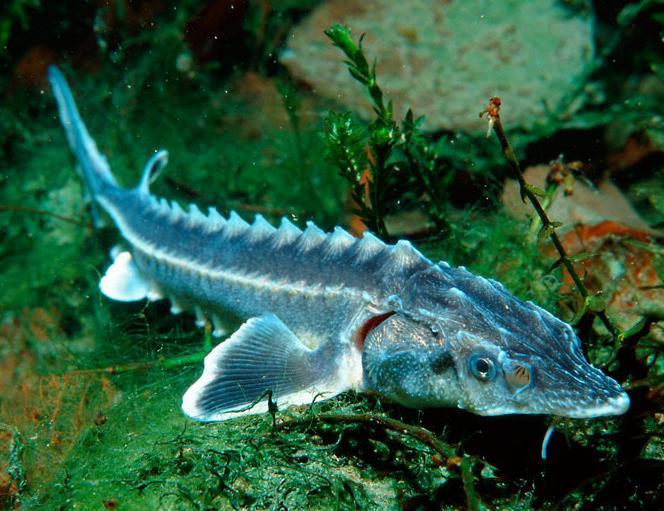 Protection for Danube giants We initiated a major project to identify and conserve spawning areas of Danube sturgeon in
