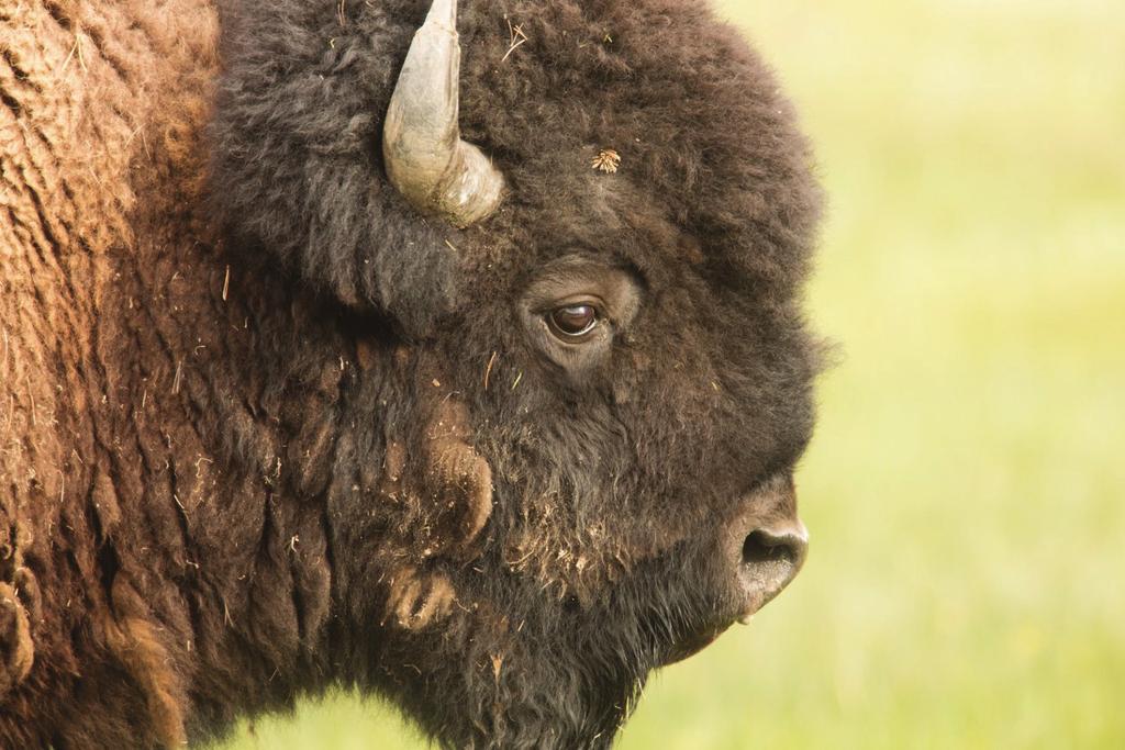 Backcountry Journeys Yellowstone Wildlife Safari Adopt the