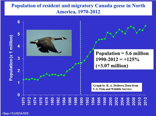 are decreasing below 500ft, and increasing above 500ft outside the airport Hazardous Bird Species Population Trends