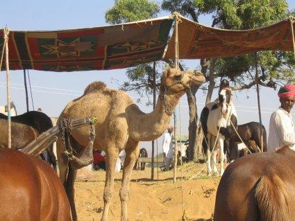 Arrive Pushkar and transfer to your hotel. In the afternoon visit the Pushkar Fair, which at this time will be at its peak as far as animals are concerned. Overnight at Pushkar Resort or similar.
