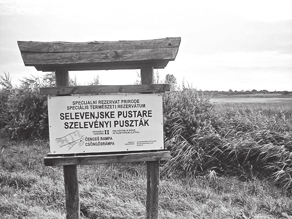 The name Selevenjske pustare was unknown until 1992, when it was mentioned for the first time in the document about the previous protecton of the area.