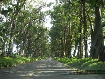 2.1 Vehicular The famous Tree Tunnel Road north of Koloa Town A typical rural road on Kauai that adds to the scenic value of the island One of several historic one-lane bridges on the North Shore