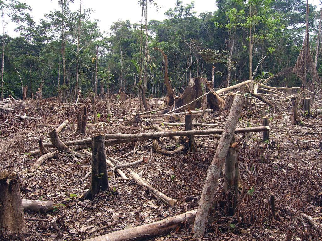 Amazon basin have boosted the region s economic situation, but at the same time there is growing concern about the preservation of the natural environment.