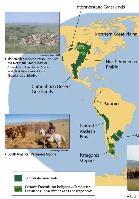ALBERTA S GRASSLANDS IN CONTEXT GLOBAL GRASSLANDS 1 Temperate grasslands, located north of the Tropic of Cancer and south of the Tropic of Capricorn, are one of the world s great terrestrial biomes 2.