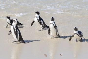 Boulders Beach Penguins Accommodation: Victoria & Alfred Hotel Piazza Facing Room (B) Day 5 Cape Town Today is again at leisure to experience Cape Town s scenery,